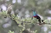 two sunbirds; the one on the left pale greyish-brown with dark-streaked cream white underparts, and the one on the right with brownish body, blue-green head and mantle, and red and purple bands on breast