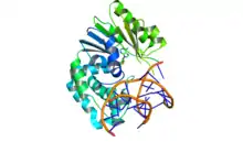 An X-ray crystal structure shows Escherichia coli Dam methylase bound to double stranded DNA and the inhibitor sinefungin.