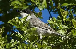 Eastern orphean warbler Curruca crassirostris