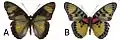 E. c. cyparissa male dorsal (a); ventral (b)