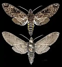 Euryglottis albostigmata