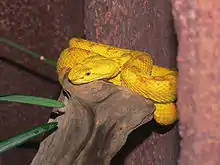 Image 25Eyelash viper (Bothriechis schlegelii)  (from Wildlife of Costa Rica)