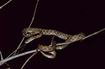 Lateral view