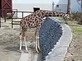 Reticulated giraffe