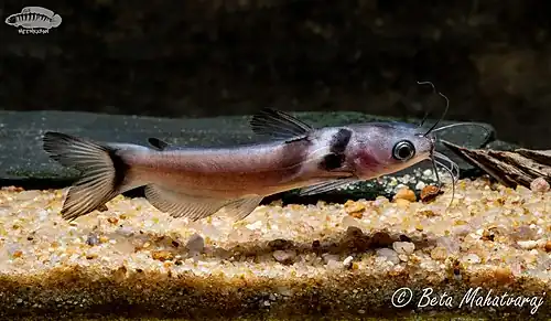 Horabagrus nigricollaris (Black Collared Catfish)