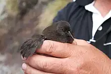 A small black rail is held in a hand with a small round wing displayed
