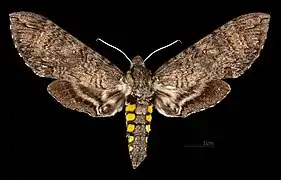 Manduca diffissa mesosa♂