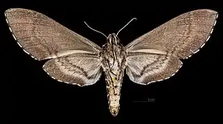 Manduca diffissa petuniae ♀ △