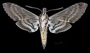 Manduca sexta paphus Male ventral