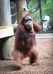 Mari, a pure Sumatran orangutan,  at the Center for Great Apes