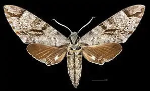 Male M. a. scribae , dorsal view