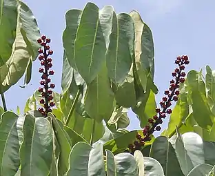 Tree canopy in Hyderabad, India