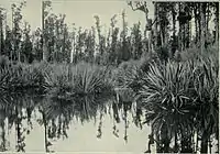 Mahinapua Creek, Westland, 1915