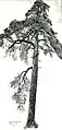 Pine Tree in Pieczyska Village, Poland, 1885