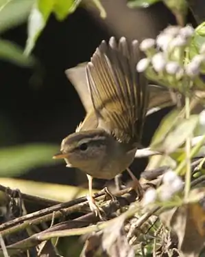 Radde's Warbler (Phylloscopus schwarzi)