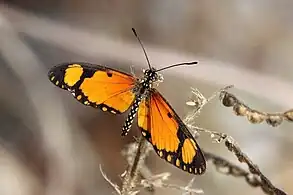 Male A. s. serenaGambia