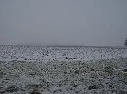 Snow-covered corn fields in Forest Township