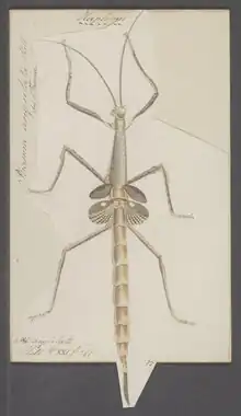 Illustration of Haplopus