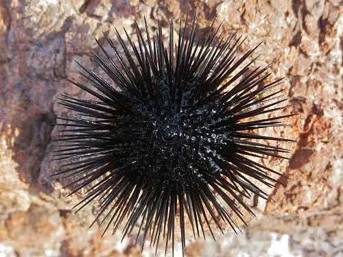 The sea urchin Arbacia lixula