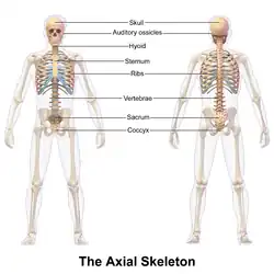 Axial skeleton.