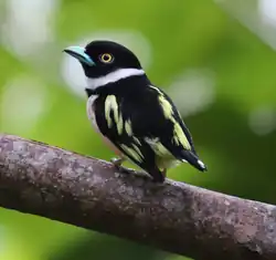 Black-and-yellow broadbill looking backwards