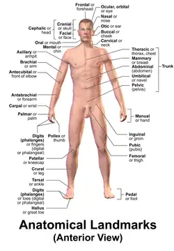 Landmarks of surface anatomy, anterior view.