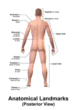 Landmarks of surface anatomy, posterior view.
