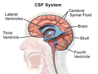 Ventricular system.