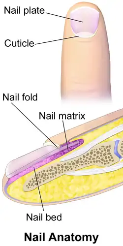 Nail.