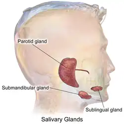 Salivary glands.