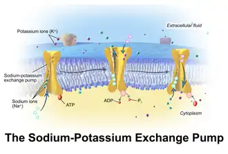 Sodium-potassium pump.
