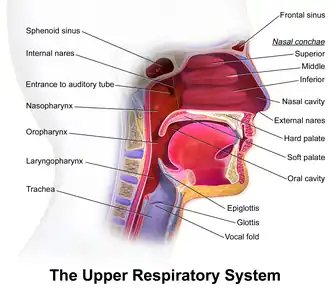 Upper respiratory tract.