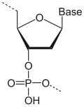Nucleic Acid Monomer = Nucleotides (monomers)