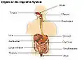 Organs of the digestive system.