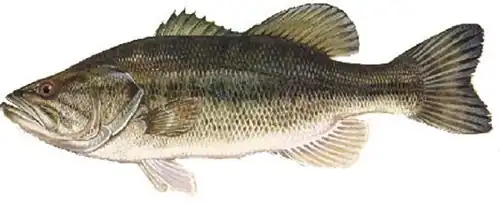 Largemouth Bass