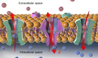 Sodium-potassium pump and resting potential,